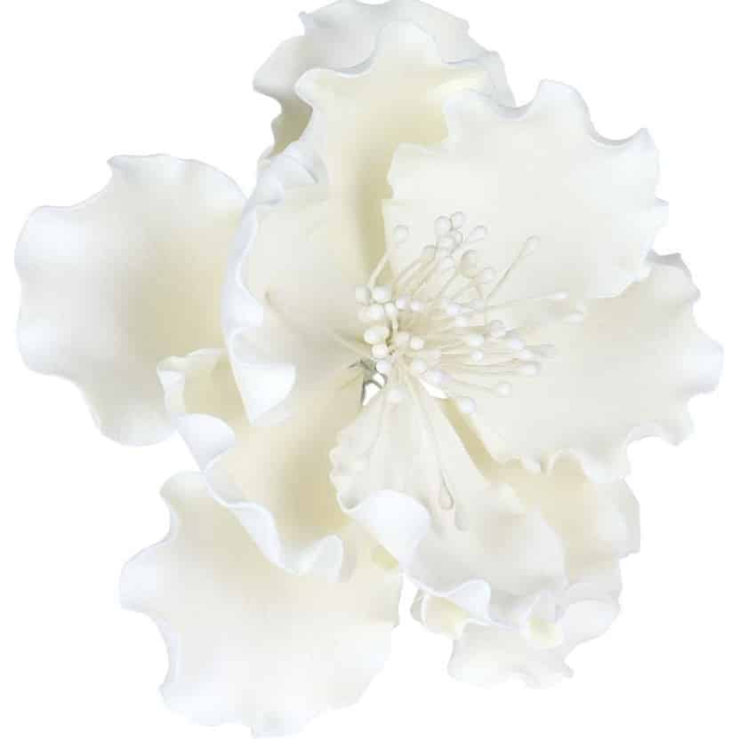 A close-up of a delicate, large white flower with ruffled petals and intricate stamen details, set against a plain white background—my favorite flower inspiration for elegant, minimalist beauty.
